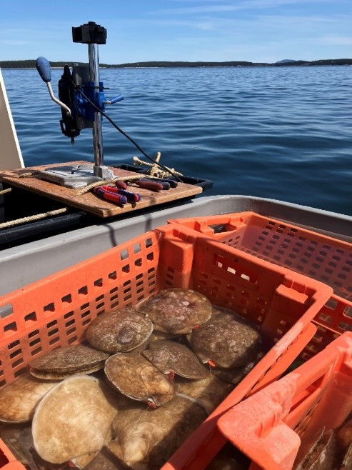 Picture of a basket of scallops on a boat
