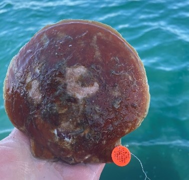 Picture of a scallop