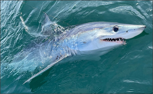 Shark