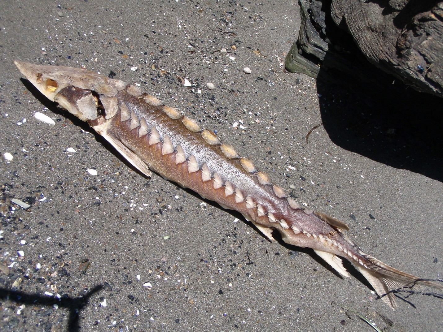 Shortnose Sturgeon