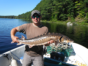 Shortnose Sturgeon