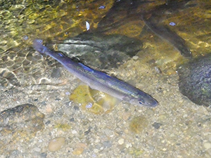 Rainbow smelt