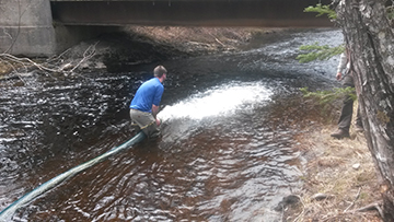 Smolt Stocking