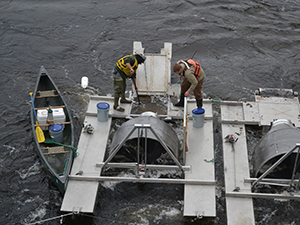 Smolt trap