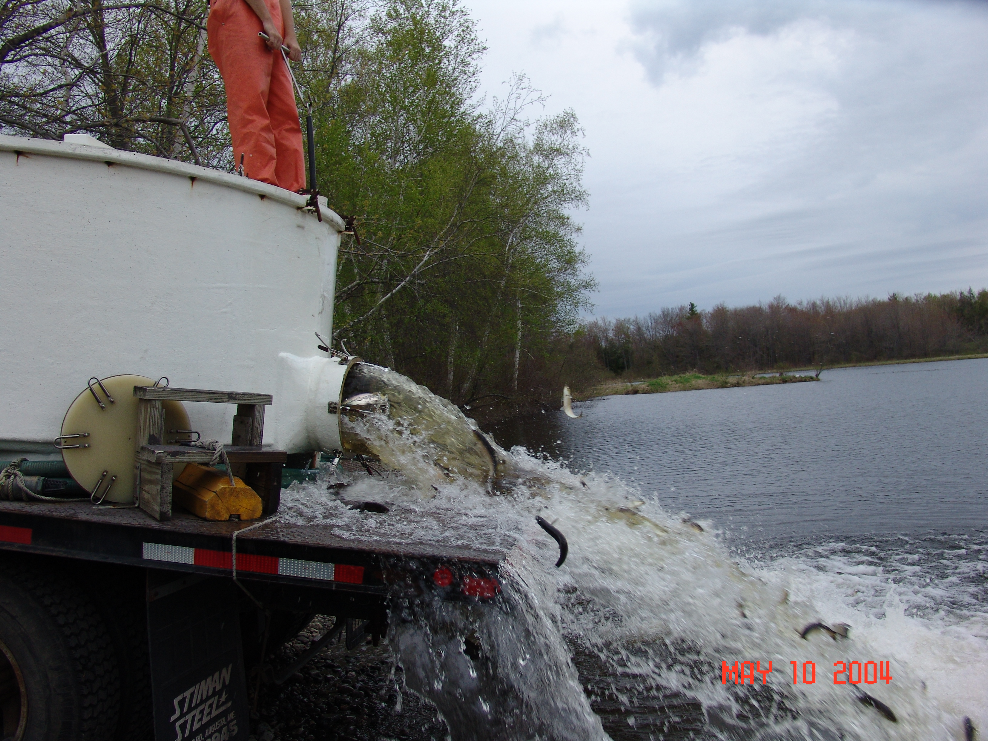 Spring alewife stocking