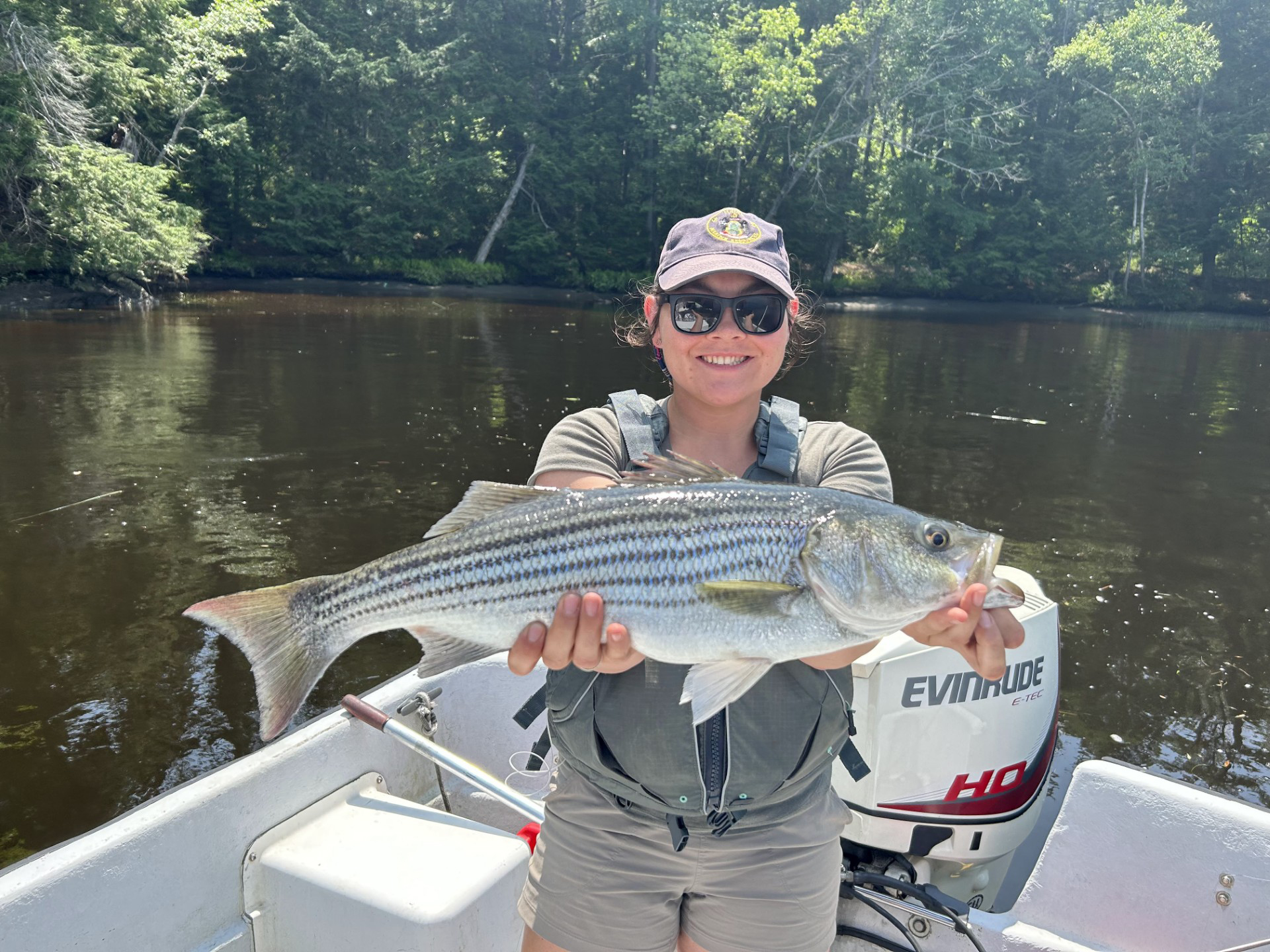 Striped Bass