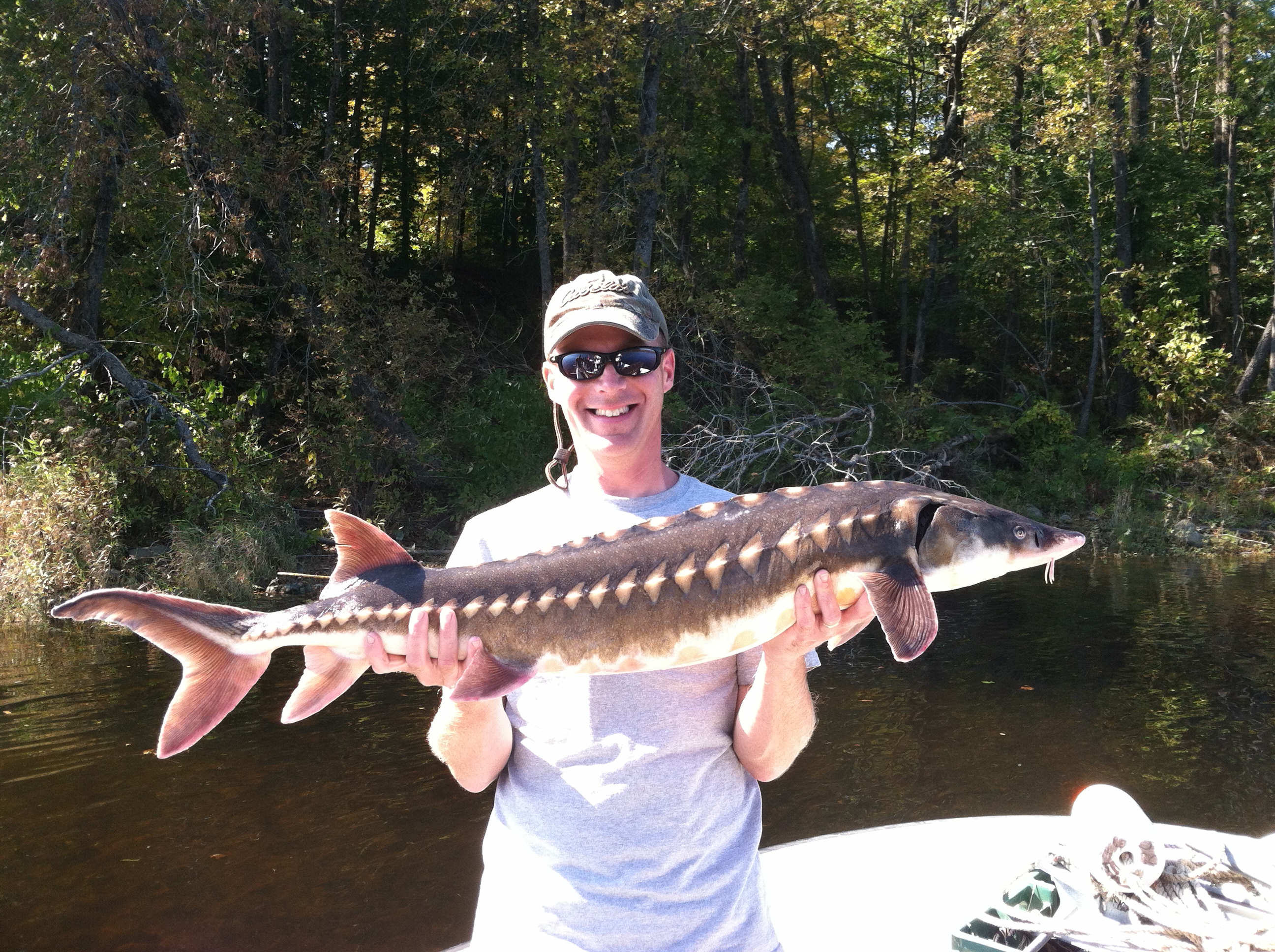 Shortnose Sturgeon