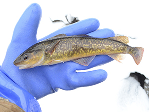 Tomcod