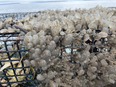 Tunicates