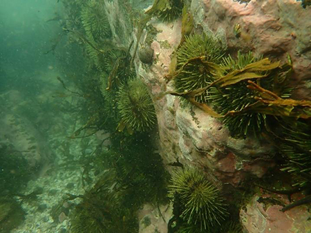 Sea Urchin