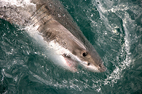 Great white sharks are venturing to Maine and beyond