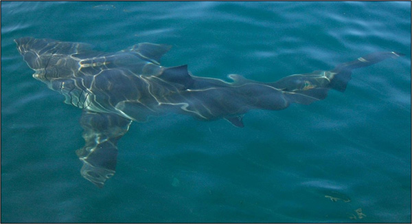 White Shark