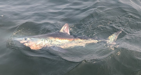Shark
