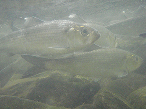 Alewives