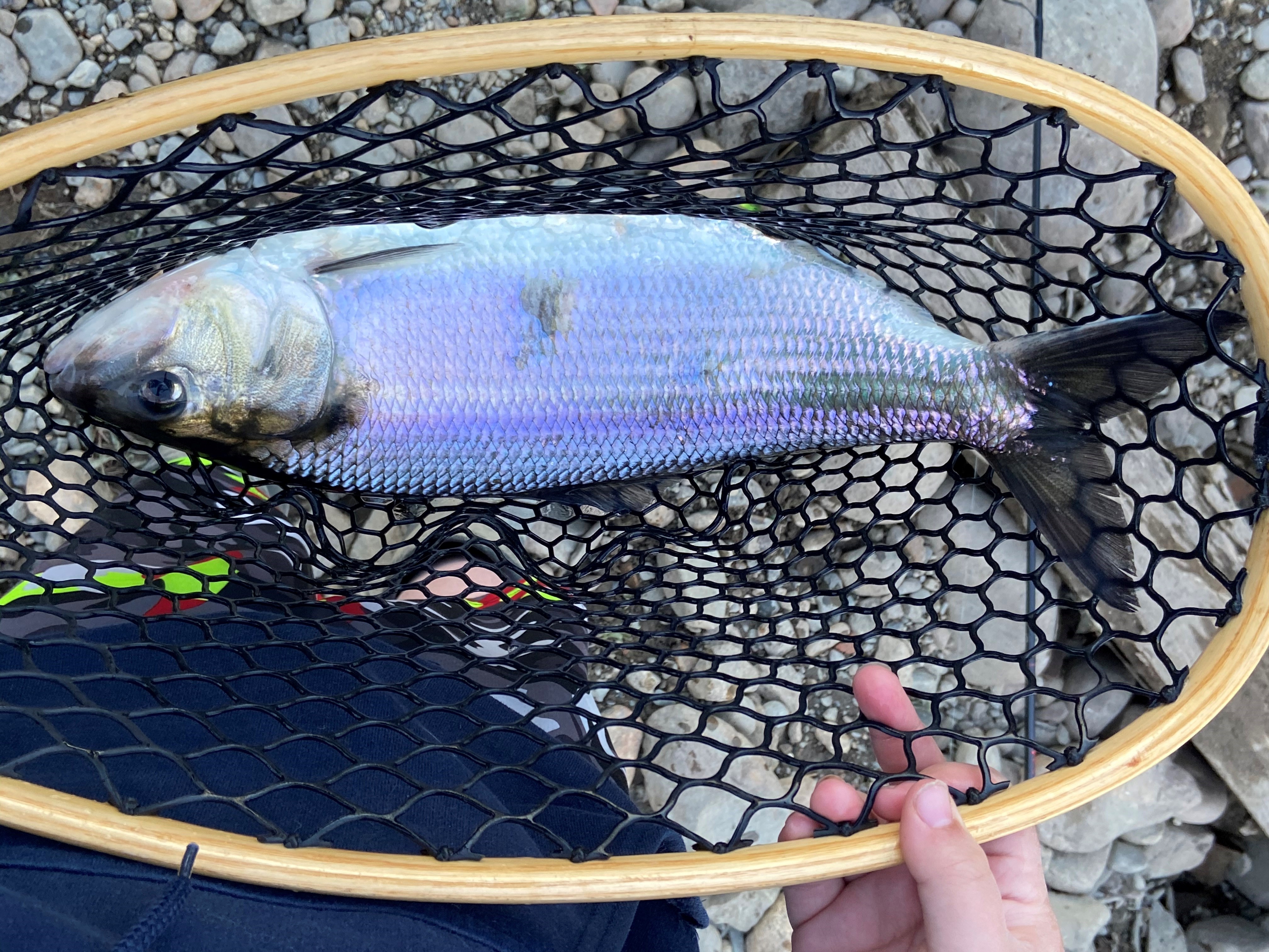 American shad