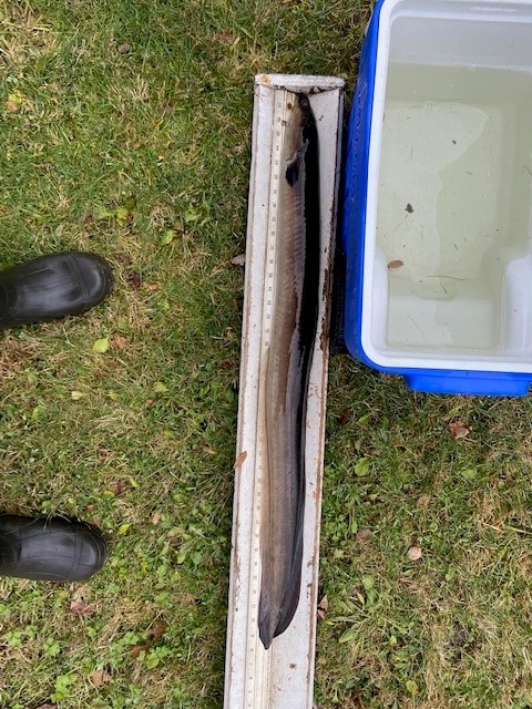 Silver eel