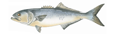 Bluefish