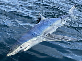 Highly Migratory Species