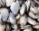 softshell clams