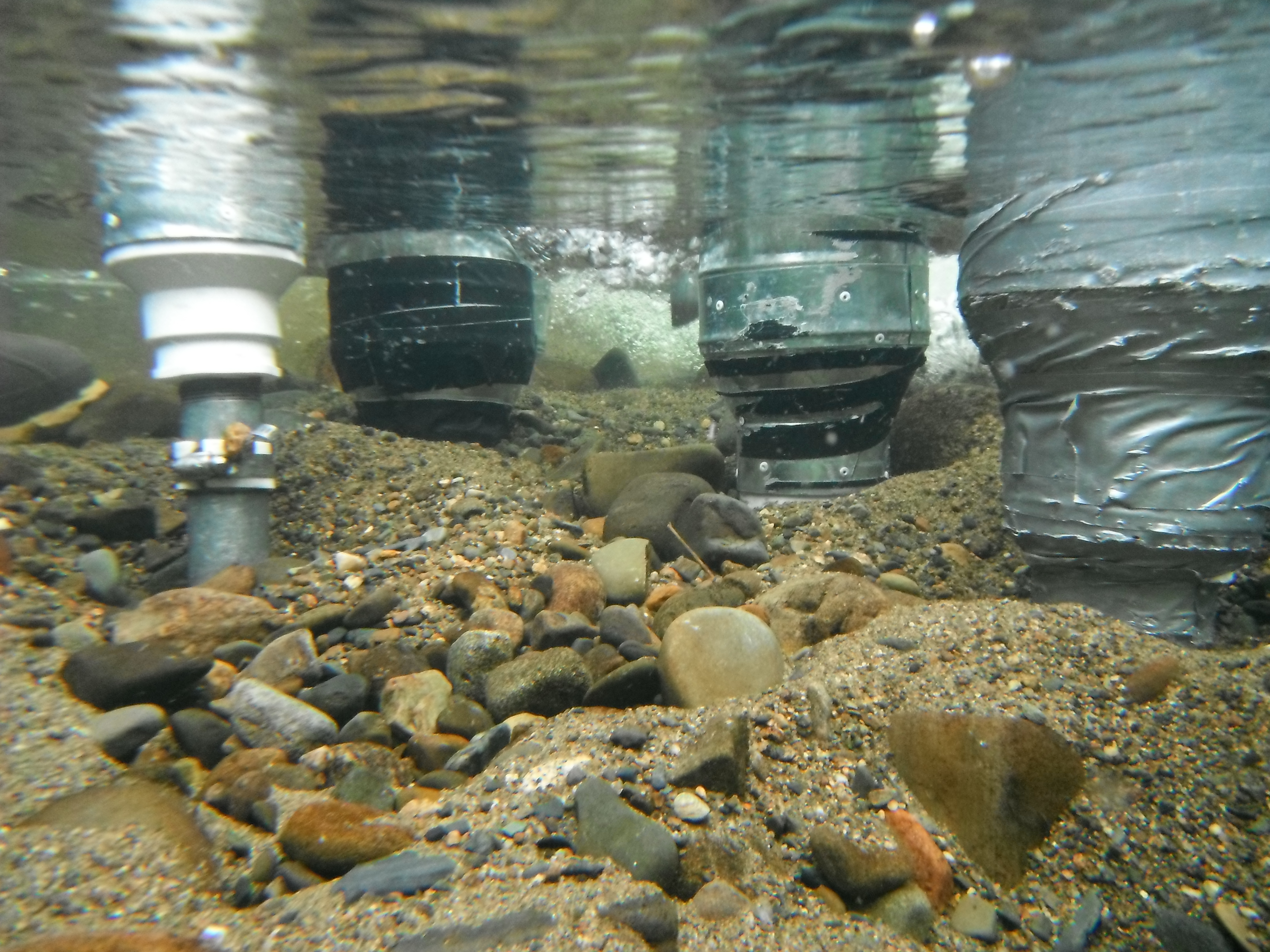 Salmon egg planting