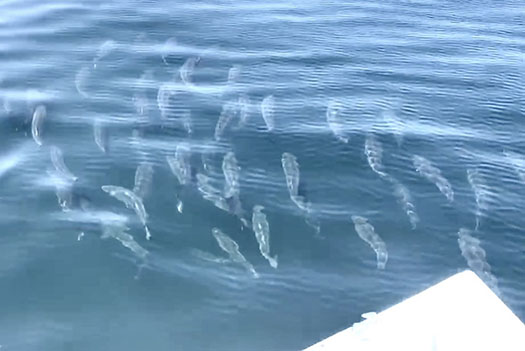 School of offshore striped bass