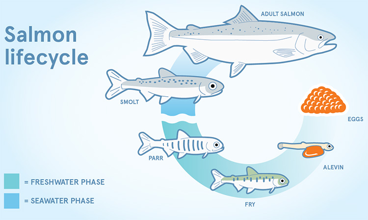 Salmon Life Cycle