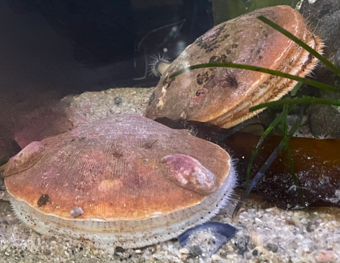 Image of scallops in an aquarium