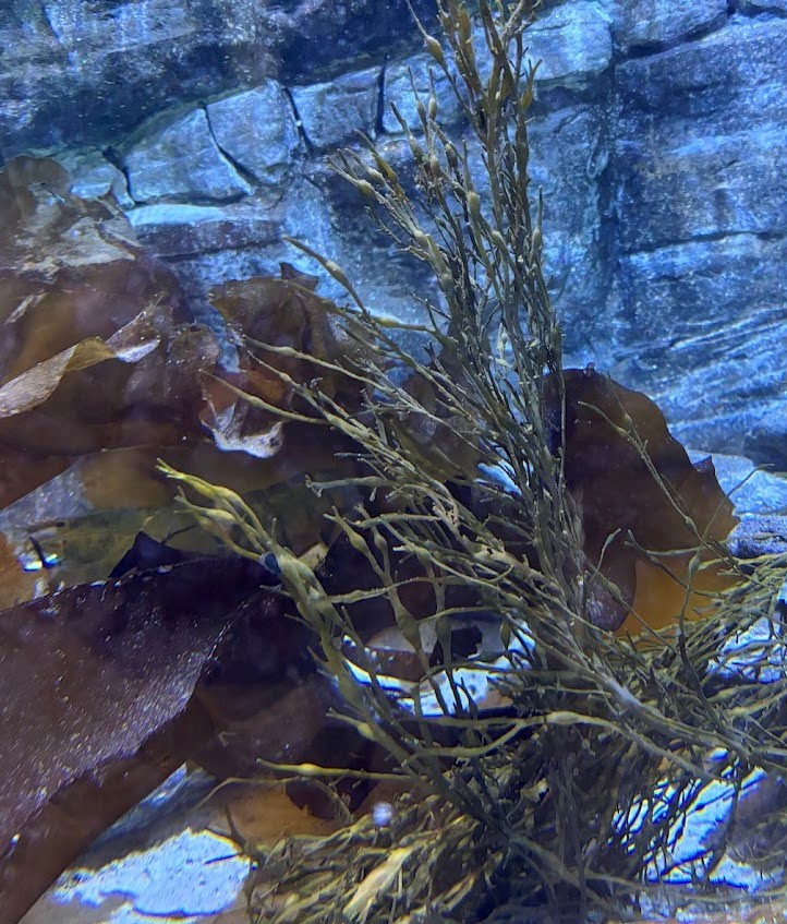 Image of seaweed in an aquarium