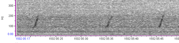 Example of a spectogram with right whale upcalls