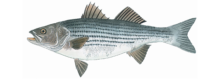 Striped Bass