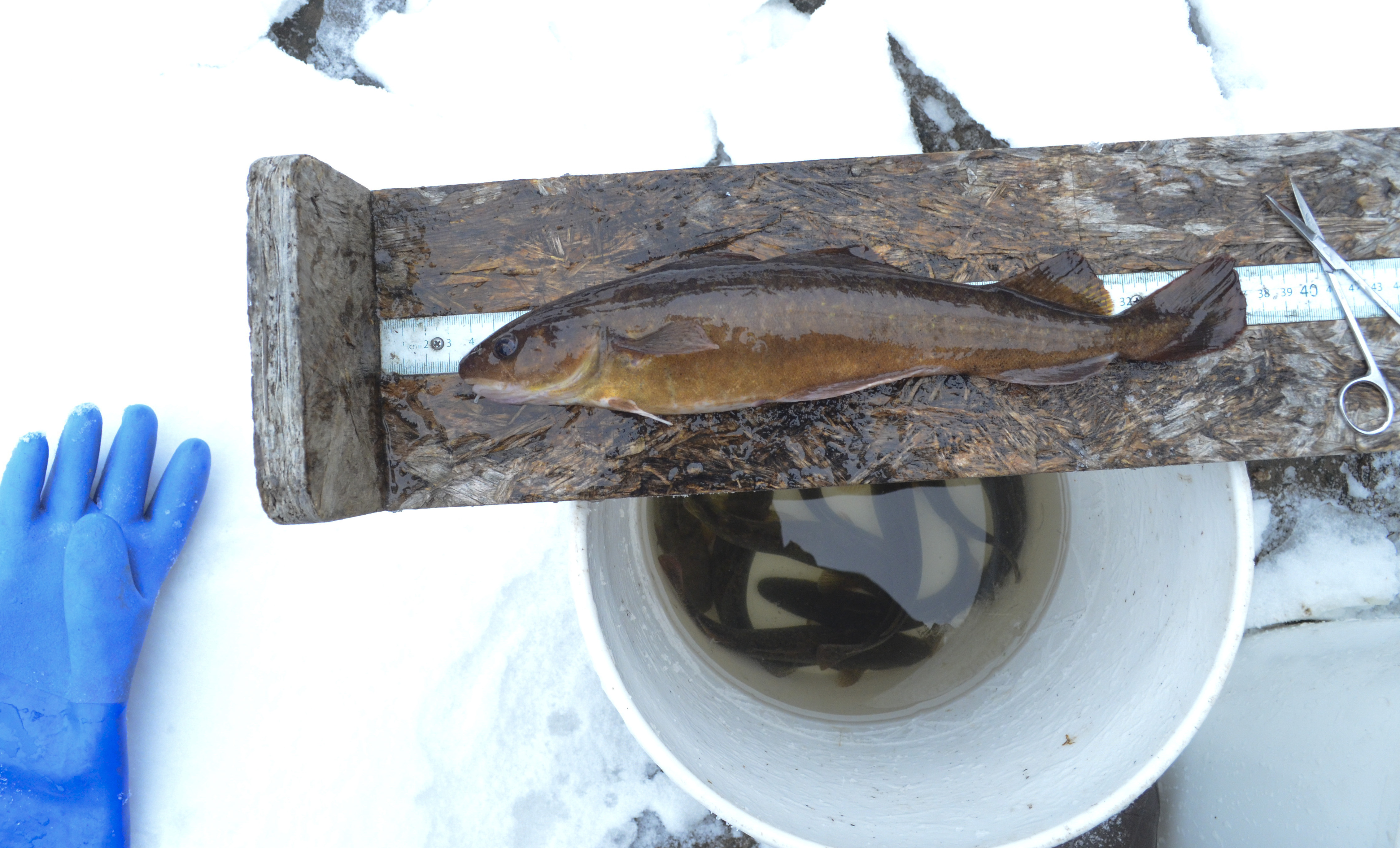 Tomcod