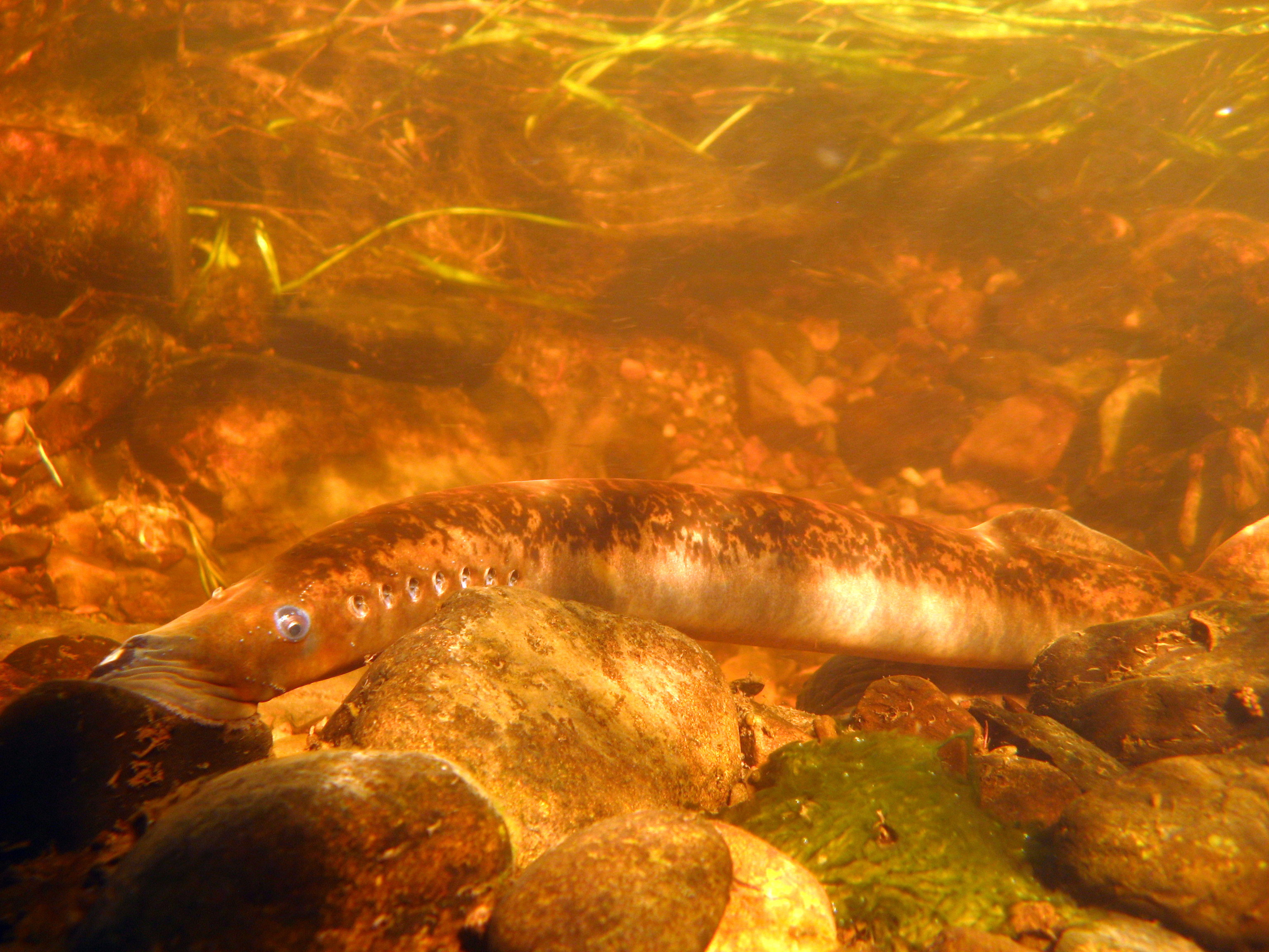 Sea Lamprey