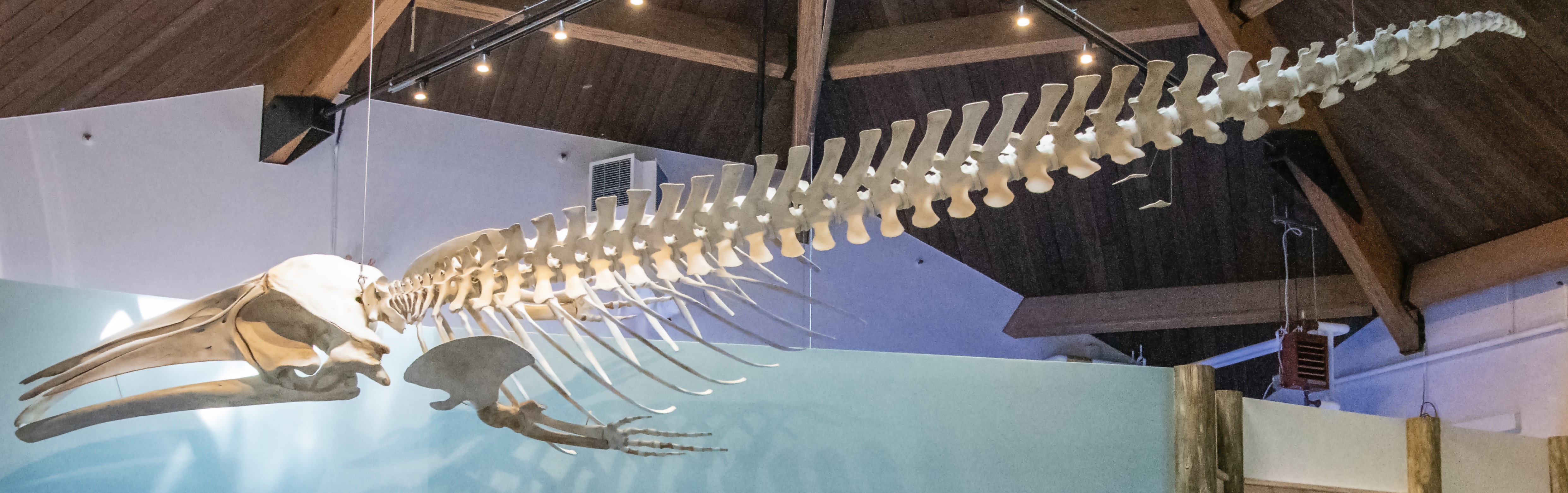 Minke whale skeleton hangs from ceiling