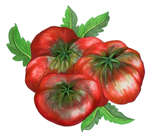 bandywine tomatoes
