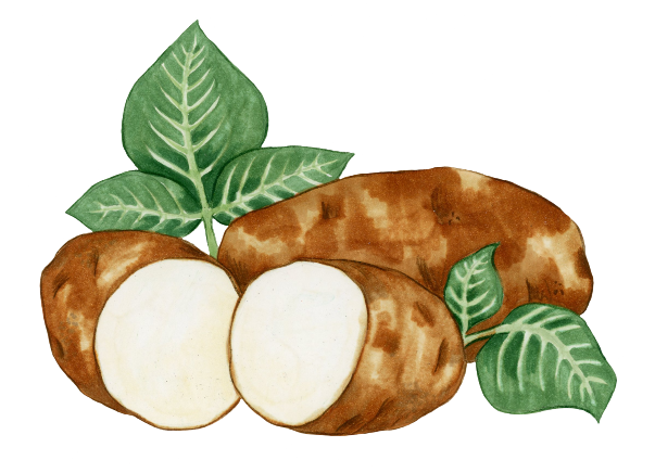 Potato Drawing