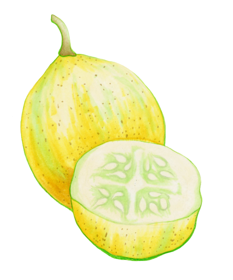 lemon cucumber