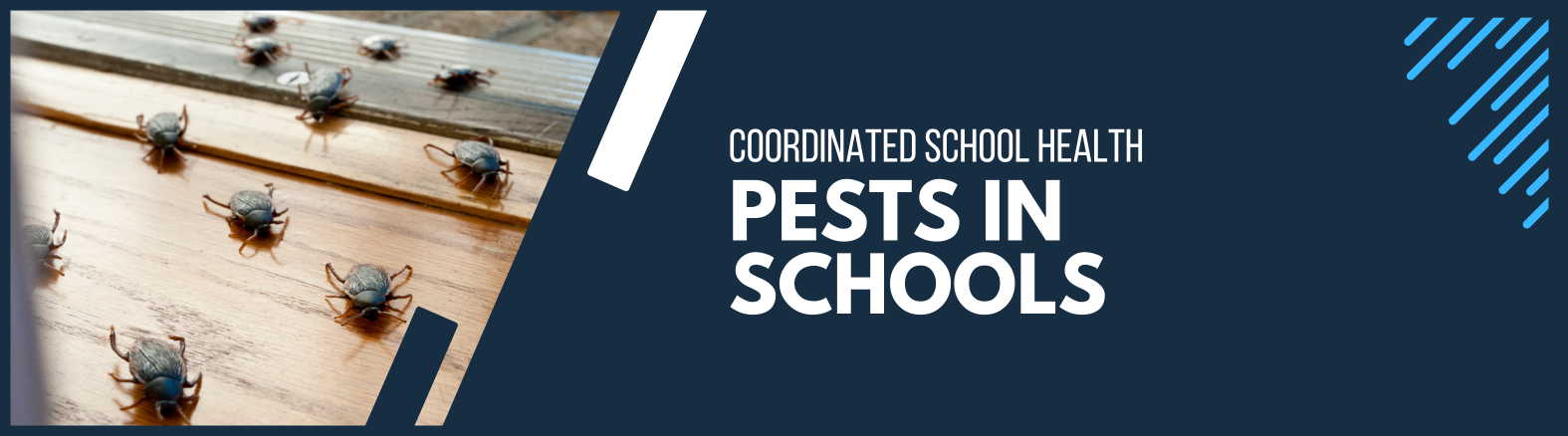Pests in Schools Web Banner