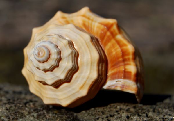 Fibonacci Spiral Seashell