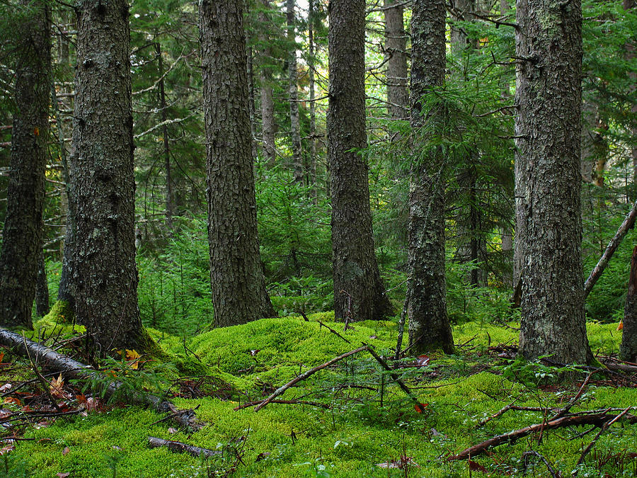 Trees and Moss, Forest floor image