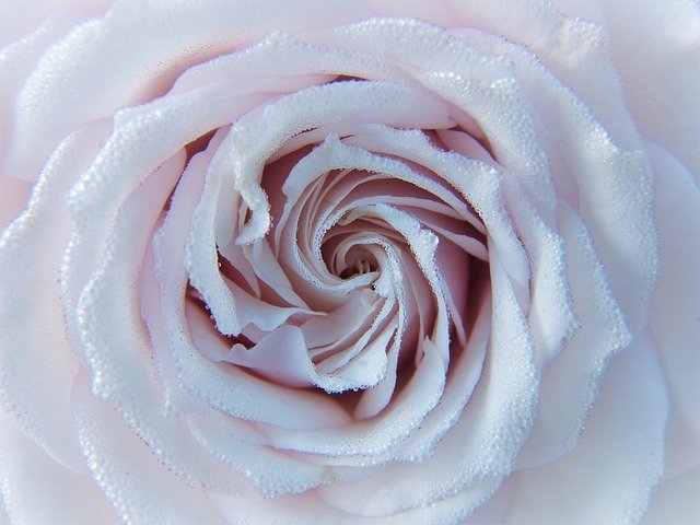 Pink Rose