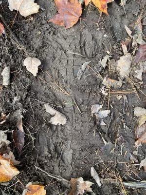FOOTPRINT