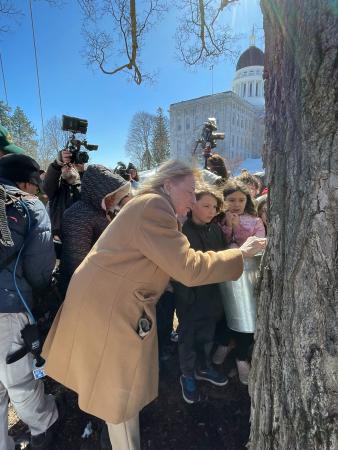 Governor Mills taps the Blaine House Maple tree