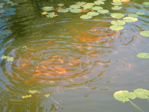 Hundreds of goldfish in small outdoor pond in central Maine.