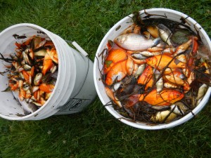 Only a portion of the fish that were removed from a small pond in central Maine.