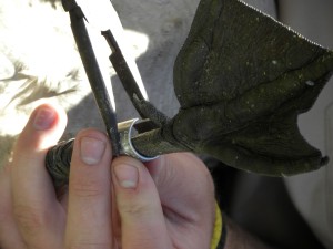 Attaching a band to a goose's leg.