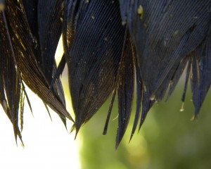 The inverted point of a tail feather, indicating this is a HY bird.