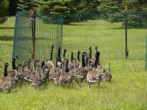 Corralling geese into the pen