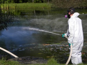 A biologist certified for using rotenone applies the chemical to the pond.