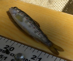 Landlocked salmon fry on a fish measuring board