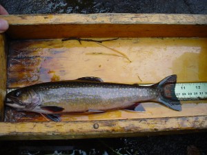 A biologist measures a male brook trout on a measuring board.